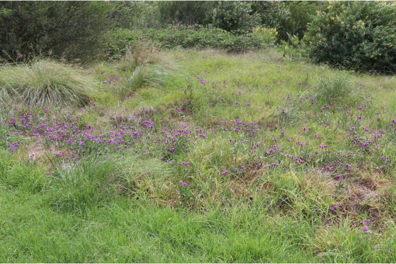 Verbena rigida -19087