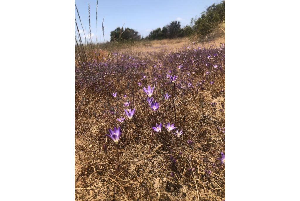 Orcutt's brodiaea