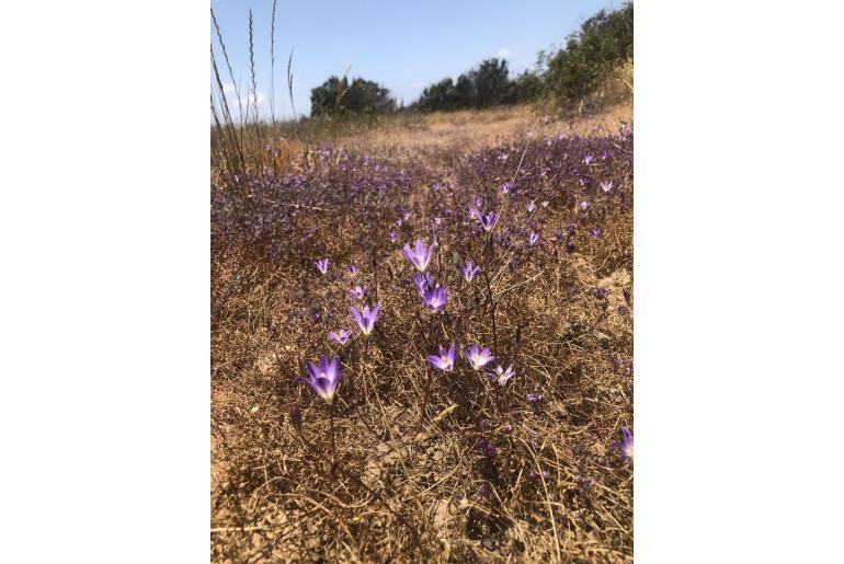 Brodiaea orcuttii -19090