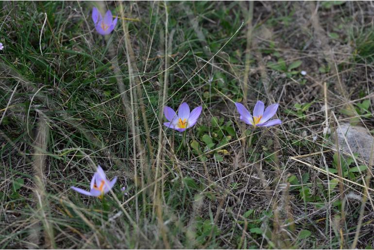 Crocus thomasii -19102