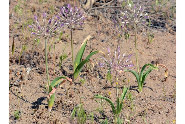 Allium caspium -19103