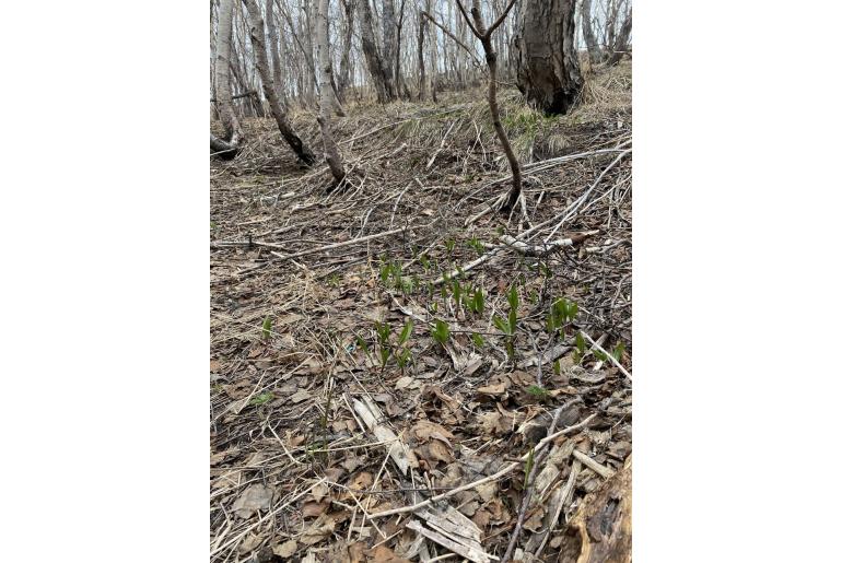 Allium ochotense -19105