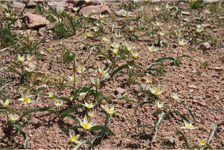 Tulipa bifloriformis -19111