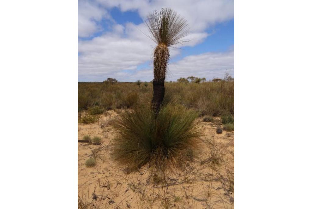 Thornton's xanthorrhoea