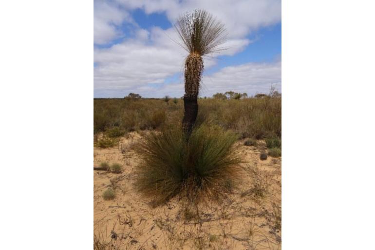 Xanthorrhoea thorntonii -19125