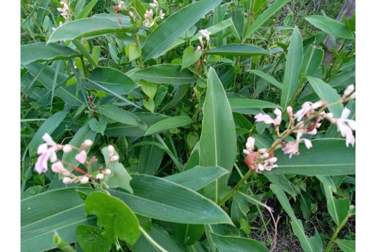 Alpinia nigra -19126