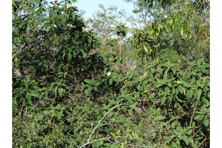 Cordia boissieri -19131