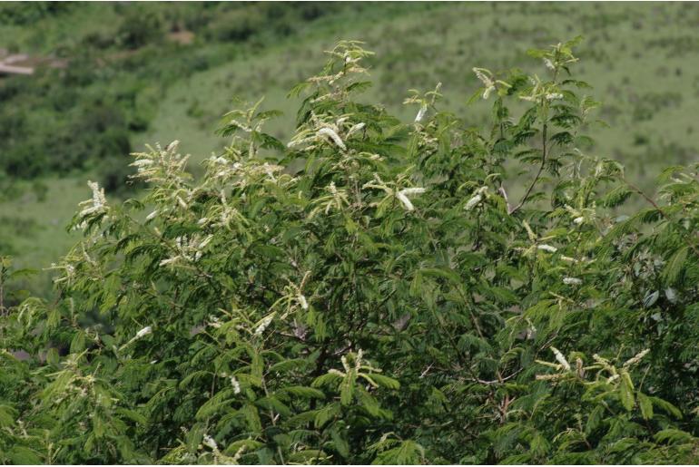 Adenopodia spicata -19149