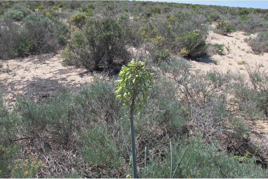 Grote albuca