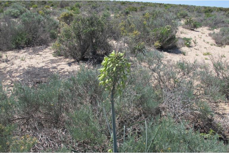 Albuca grandis -19150