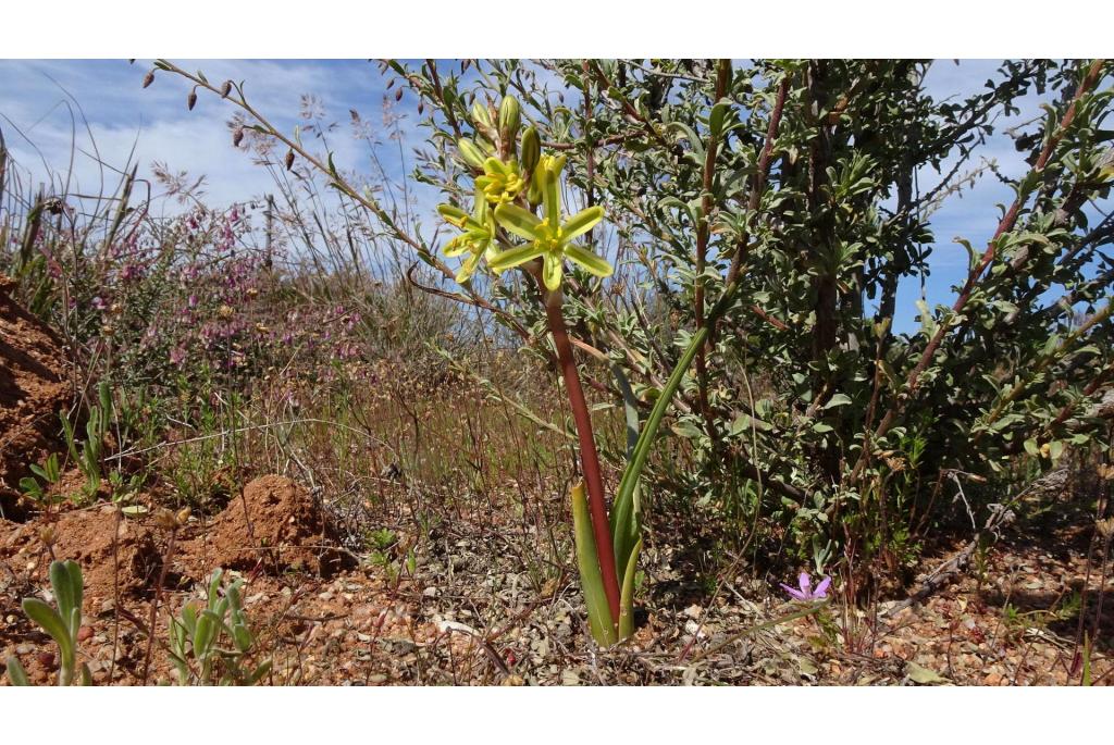 Zand albuca