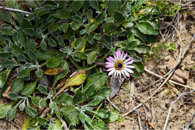 Arctotis bellidifolia -19153