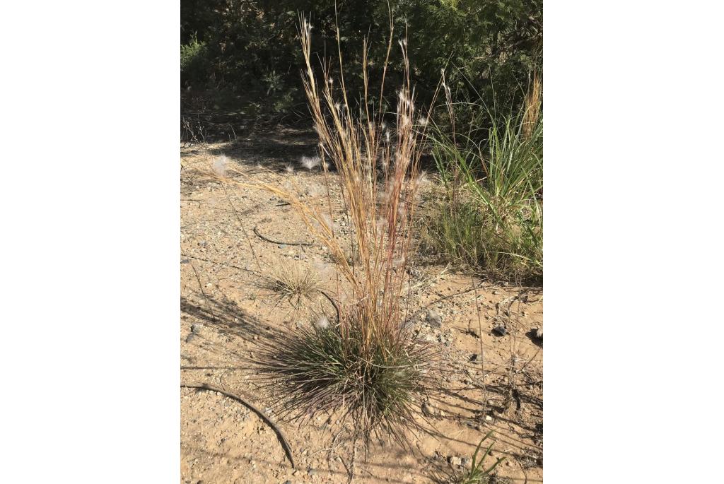 Andropogon met een goed bloemhoofdje