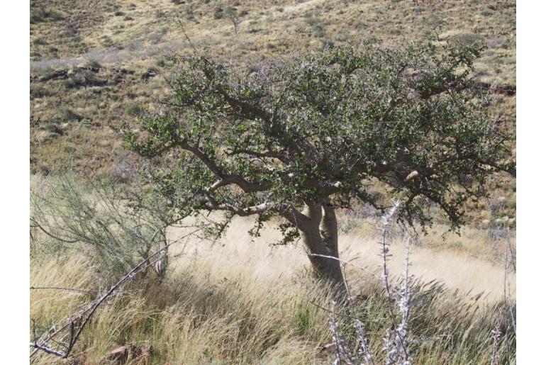 Commiphora glandulosa -19173