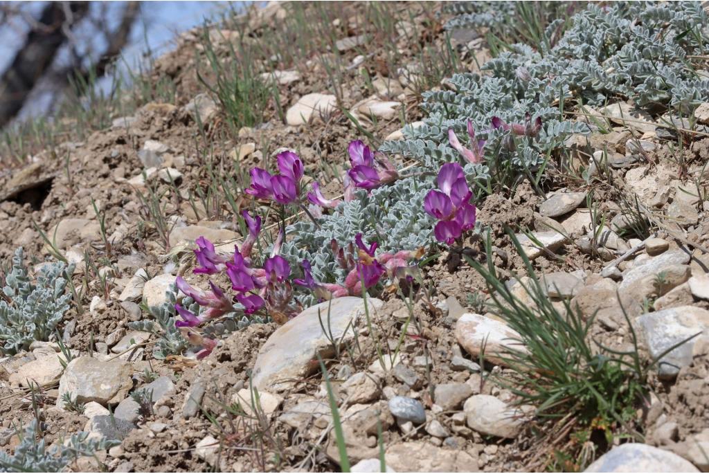 Utah astragalus