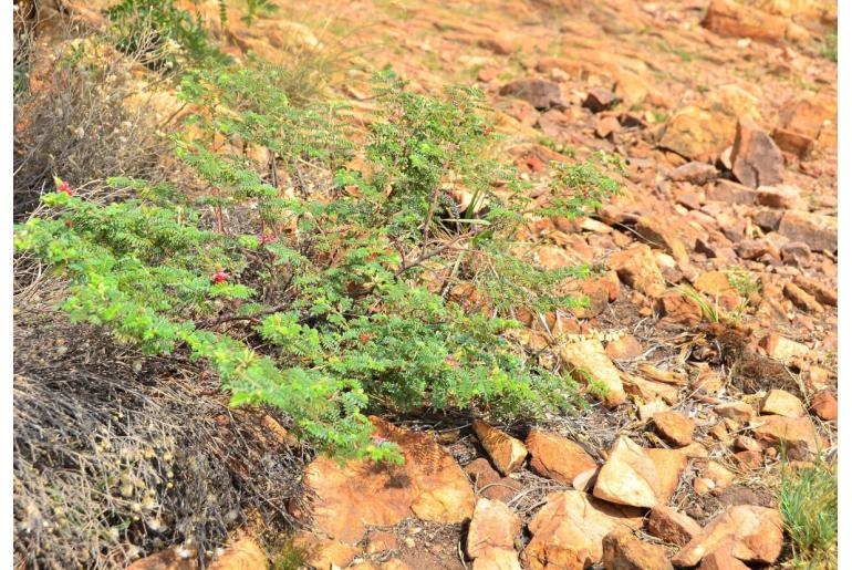 Indigofera comosa -19201