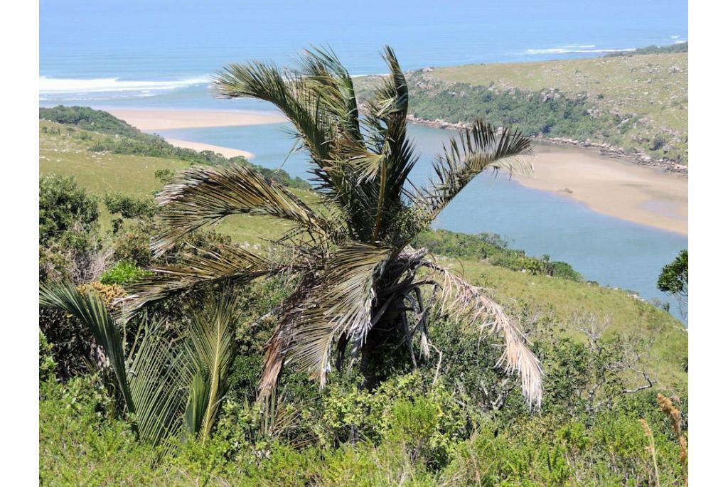 Pondoland palm