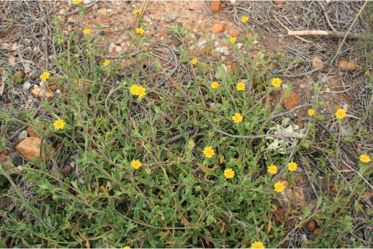 Osteospermum calendulaceum -19217