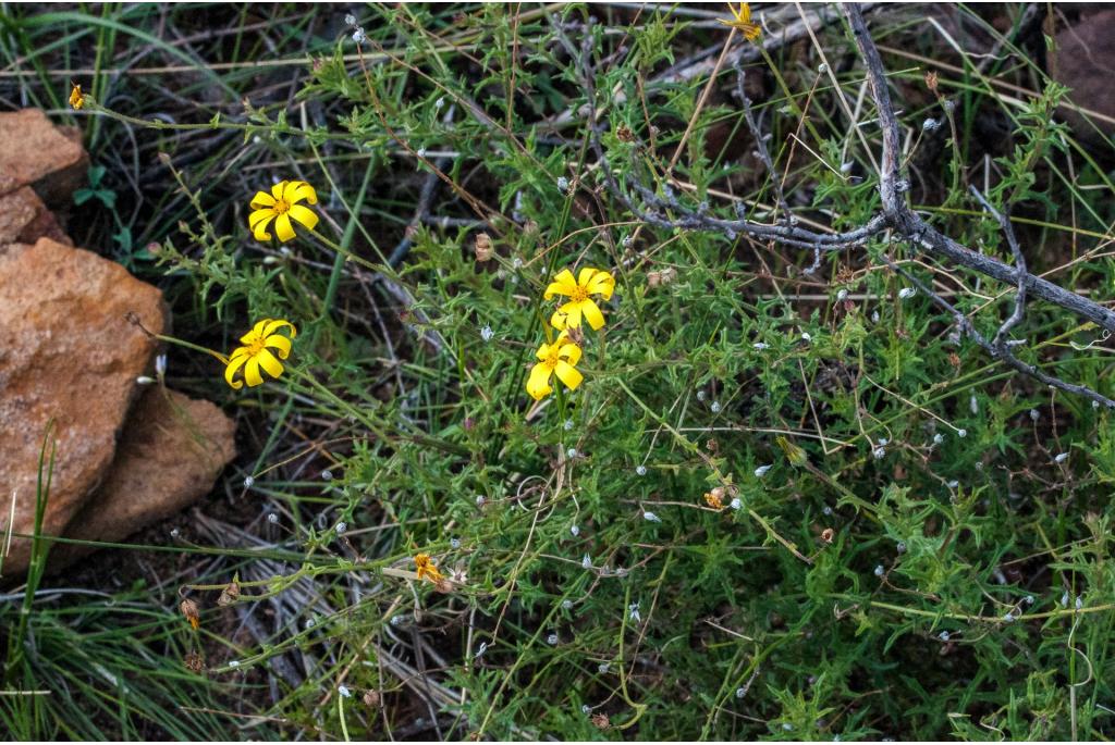 Stijve Kaapse margriet