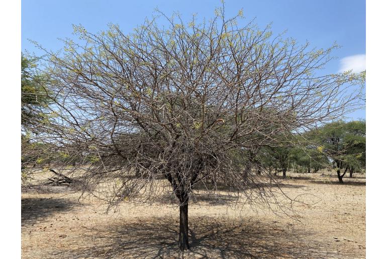 Vachellia nilotica ssp kraussiana -19234