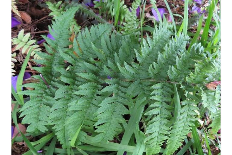 Dryopteris stewartii -19241