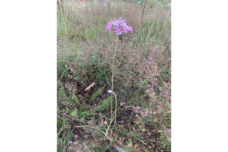 Allium stellatum -19252