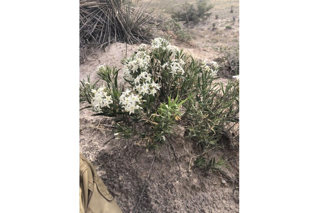 Tharp's amsonia