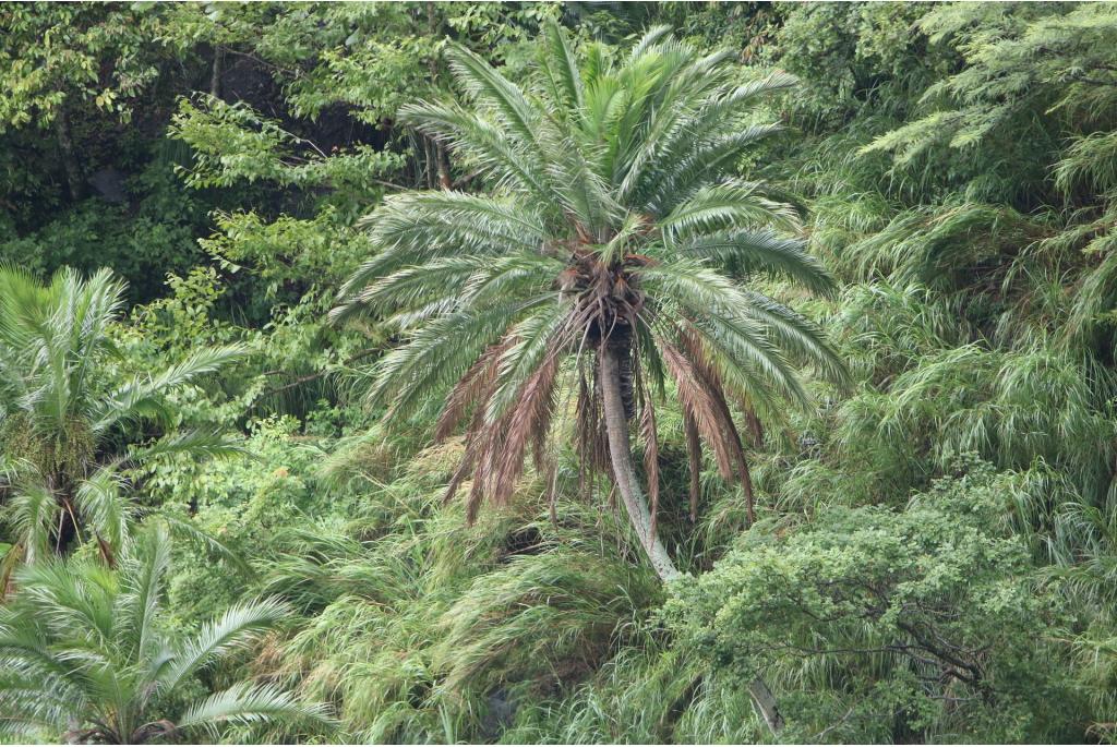 Rotsdadelpalm