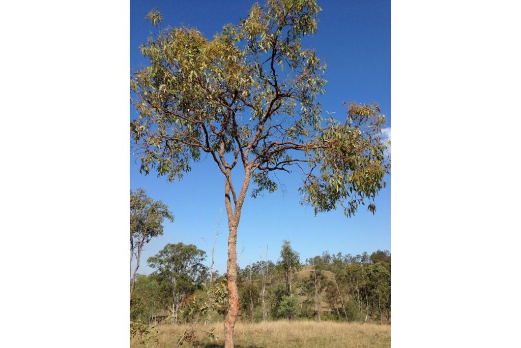 Roodstammige corymbia