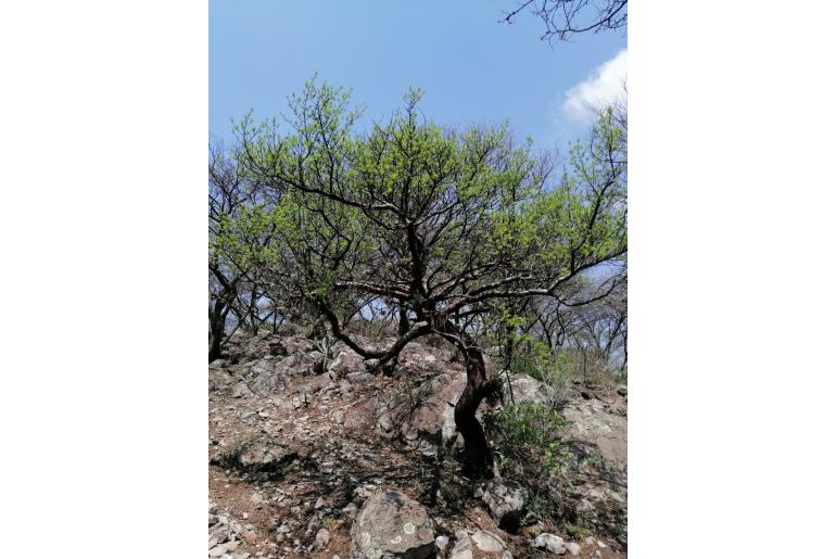 Bursera galeottiana -19273