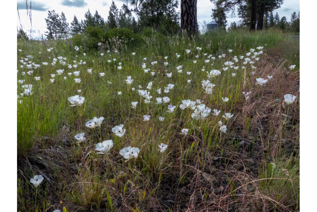 Calochortus met brede vruchten