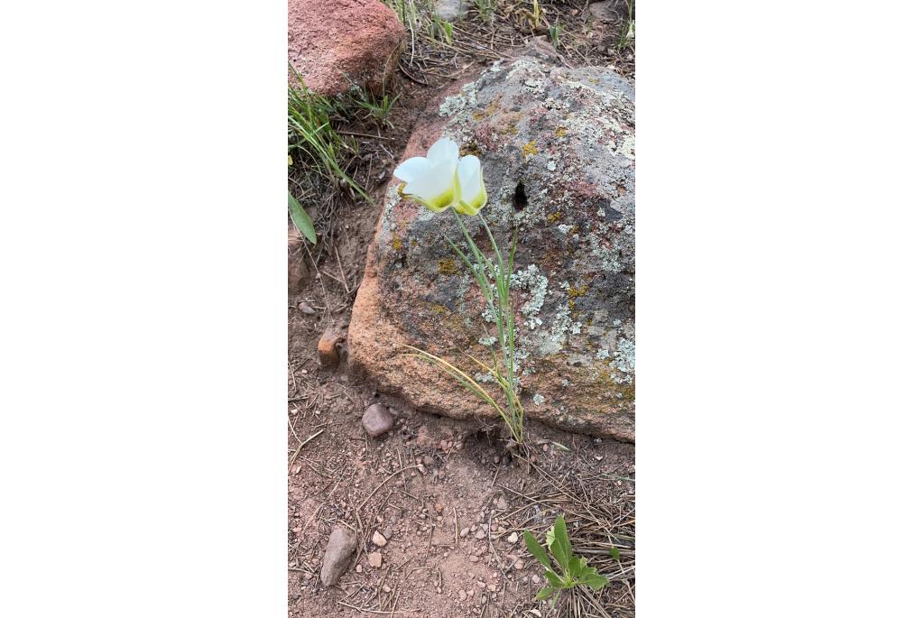 Gunnison's calochortus