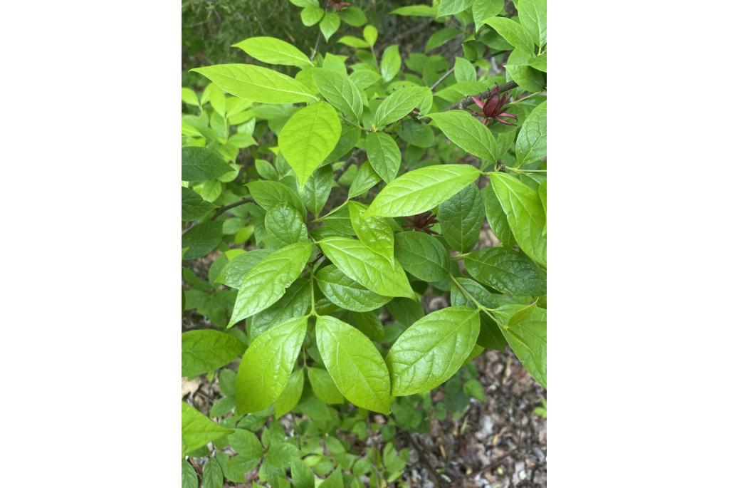 Zeegroene calycanthus