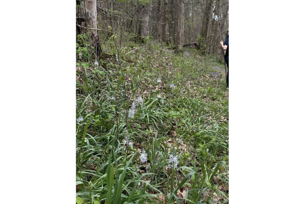 Sterhyacinth-achtige camassia