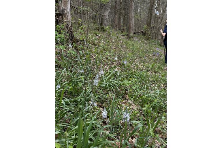 Camassia scilloides -19282