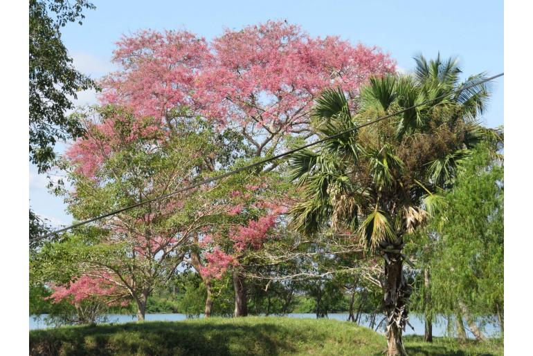 Cassia grandis -19283