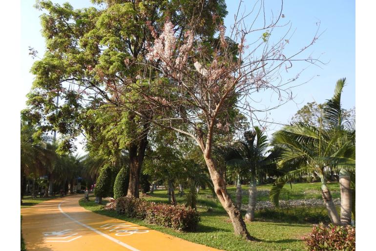 Cassia javanica ssp nodosa -19284