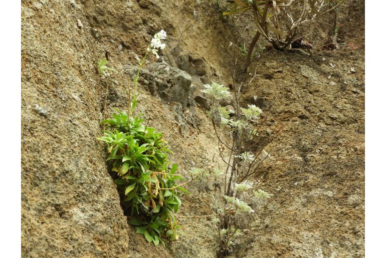 Silene lagunensis -19290