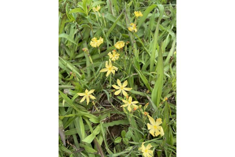 Sisyrinchium convolutum -19292