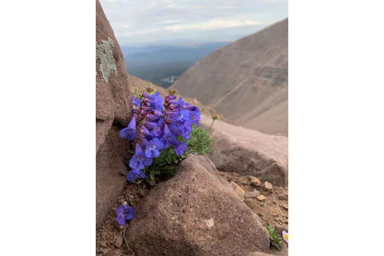 Penstemon uintahensis -19294