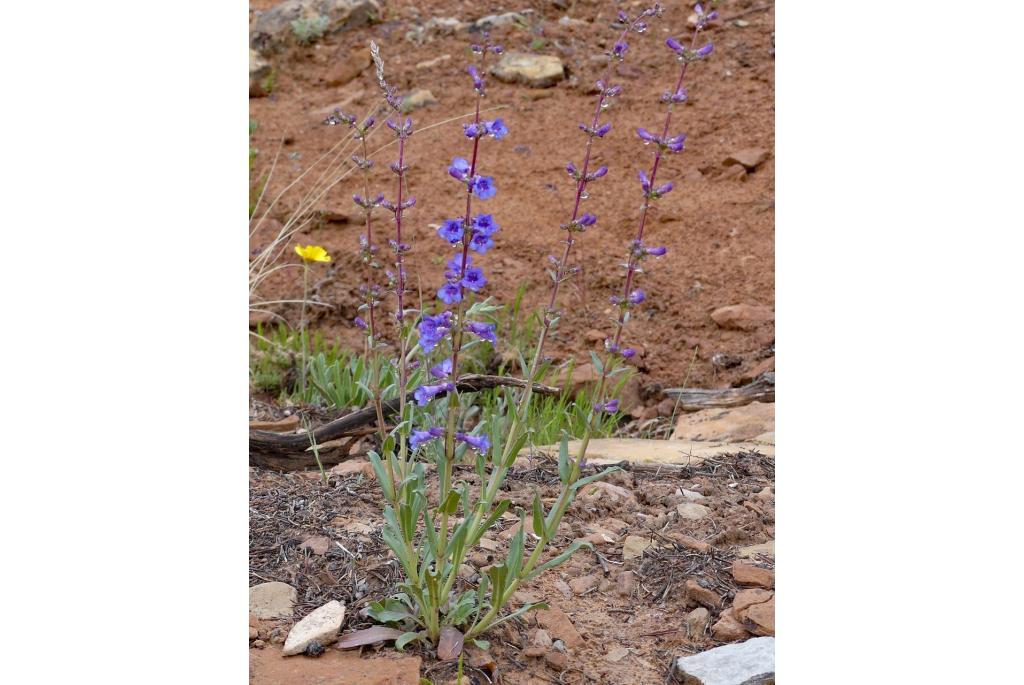 Blauw gestamde penstemon