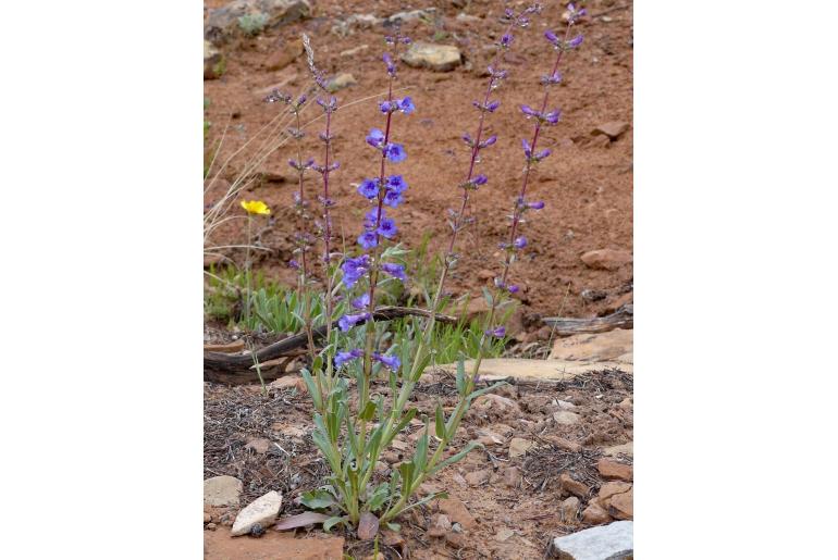 Penstemon cyanocaulis -19295