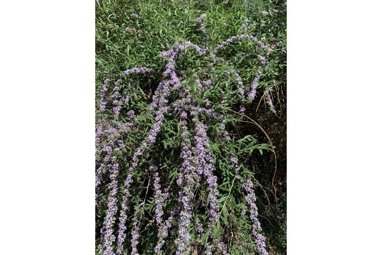 Buddleja alternifolia -19303