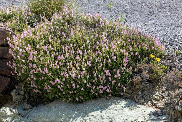 Antirrhinum charidemi -19314