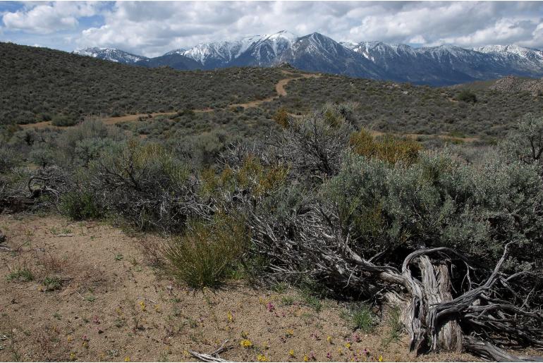 Artemisia tridentata ssp wyomingensis -19318