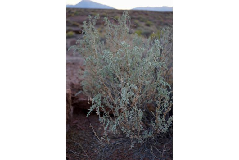 Artemisia tridentata ssp parishii -19319