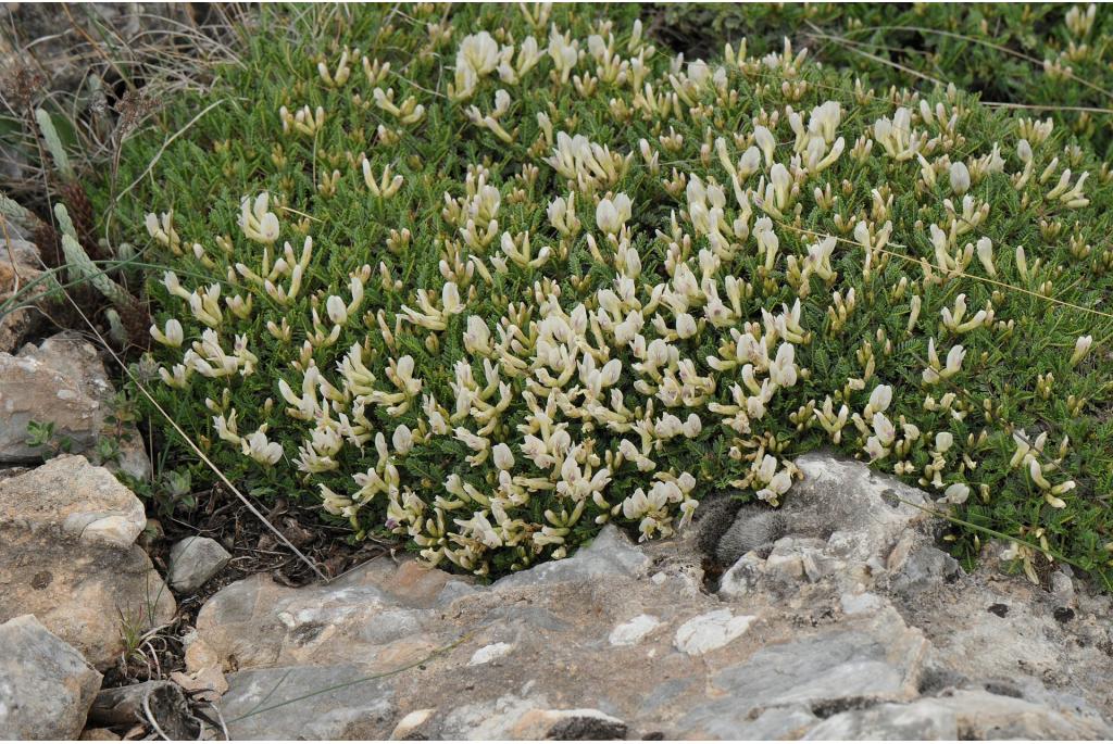 Smalbladige astragalus van de Balkan