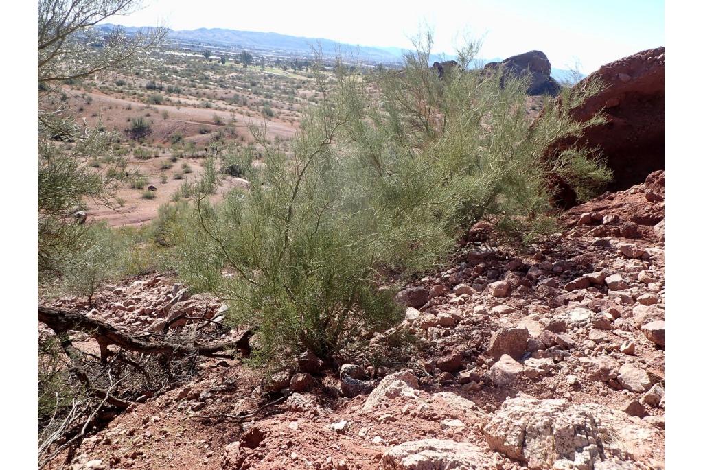 Kleinbladige parkinsonia