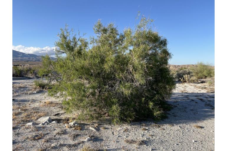 Chilopsis linearis ssp arcuata -19329