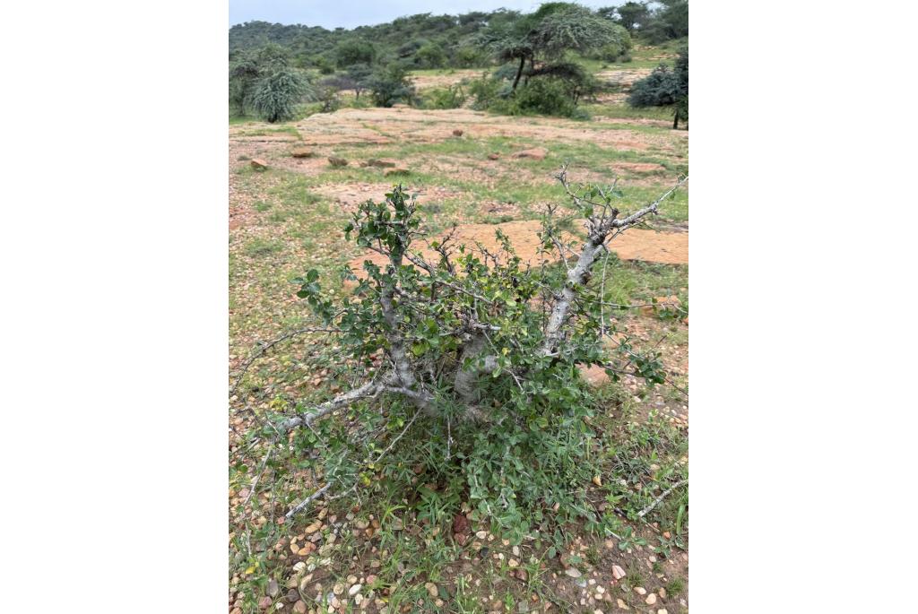 Wight's commiphora